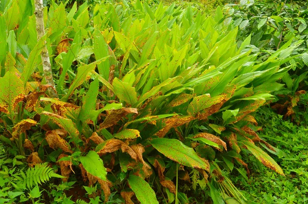 Plantas Cúrcuma Una Granja Cúrcuma Contiene Una Sustancia Química Color — Foto de Stock