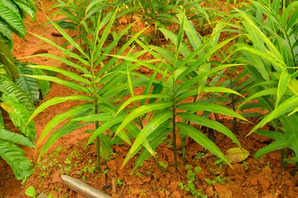 Image of ginger plants. Ginger (Zingiber officinale) is a flowering plant whose rhizome, ginger root or ginger, is widely used as a spice and a folk medicine.Dry ginger, one of the most popular forms of ginger commercially exported, must undergo dryi