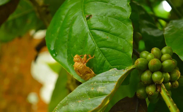 커피나무 곤충의 외골격이요 곤충의 외골격은 절지동물의 지탱하고 보호하는 골격이다 이는아 — 스톡 사진