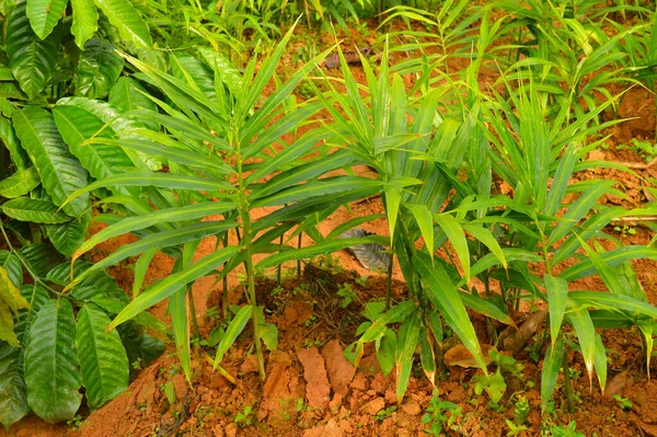 Bild Von Ingwerpflanzen Ingwer Zingiber Officinale Ist Eine Blühende Pflanze — Stockfoto