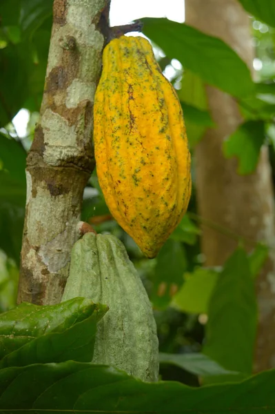코코아 코코아 카카오 카카오라고도 카카오의 건조하고 씨앗으로 씨앗에서 코코아 고형분 — 스톡 사진