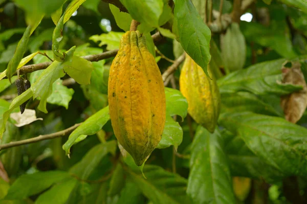 The cocoa bean or simply cocoa, which is also called the cacao bean or cacao, is the dried and fully fermented seed of Theobroma cacao, from which cocoa solids (a mixture of nonfat substances) and cocoa butter (the fat) can be extracted.During harves