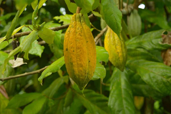 The cocoa bean or simply cocoa, which is also called the cacao bean or cacao, is the dried and fully fermented seed of Theobroma cacao, from which cocoa solids (a mixture of nonfat substances) and cocoa butter (the fat) can be extracted.During harves