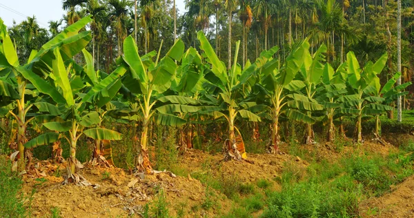 Banana plants may grow with varying degrees of success in diverse climatic conditions, but commercial banana plantations are primarily found in equatorial regions, in banana exporting countries. Banana plantations, as well as growing the fruit, may a