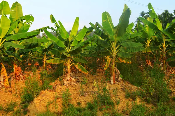 Különböző Éghajlati Viszonyok Között Banánnövények Különböző Sikerekkel Nőhetnek Kereskedelmi Banánültetvények — Stock Fotó