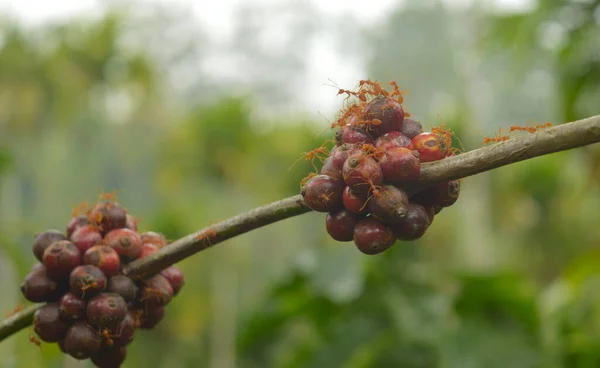 Weaver ants on coffee berries. Weaver ants live on coffee trees and are not considered a pest. However it causes difficulty during harvest and are normally exterminated from the trees during harvest to prevent ant bites.