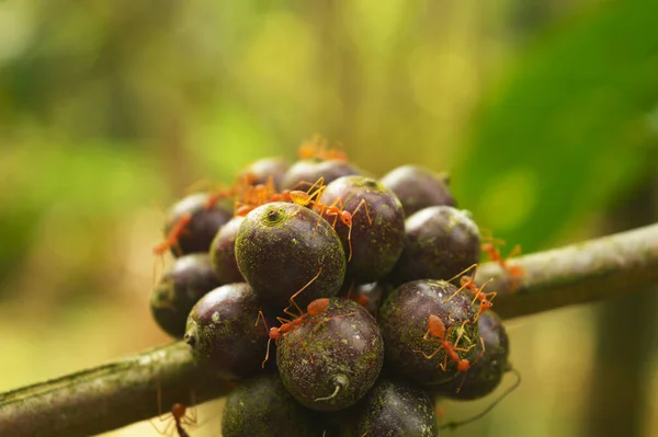 Weefmieren Koffiebessen Weefmieren Leven Koffiebomen Worden Niet Als Een Plaag — Stockfoto