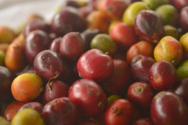 image of harvested coffee berries. the industrial process of converting the raw fruit of the coffee plant into the finished coffee. The coffee cherry has the fruit or pulp removed leaving the seed or bean which is then dried. While all green coffee i