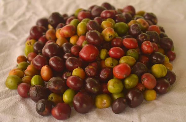 image of harvested coffee berries. the industrial process of converting the raw fruit of the coffee plant into the finished coffee. The coffee cherry has the fruit or pulp removed leaving the seed or bean which is then dried. While all green coffee i