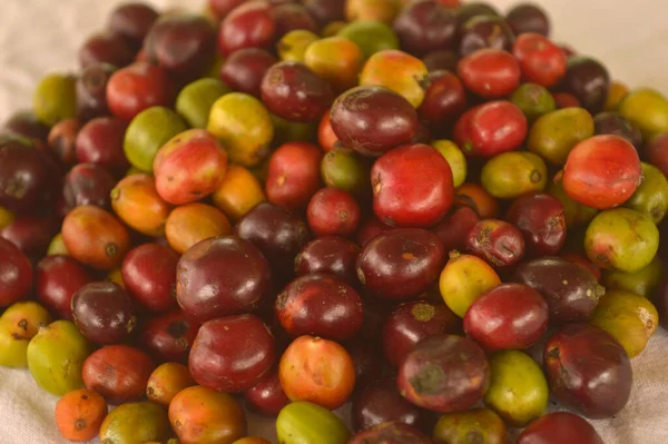 image of harvested coffee berries. the industrial process of converting the raw fruit of the coffee plant into the finished coffee. The coffee cherry has the fruit or pulp removed leaving the seed or bean which is then dried. While all green coffee i