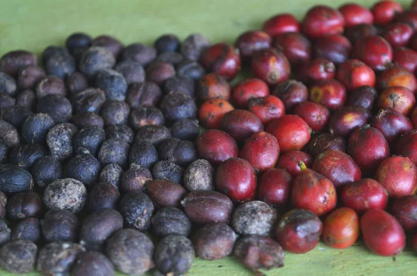 image of harvested coffee berries. the industrial process of converting the raw fruit of the coffee plant into the finished coffee. The coffee cherry has the fruit or pulp removed leaving the seed or bean which is then dried. While all green coffee i