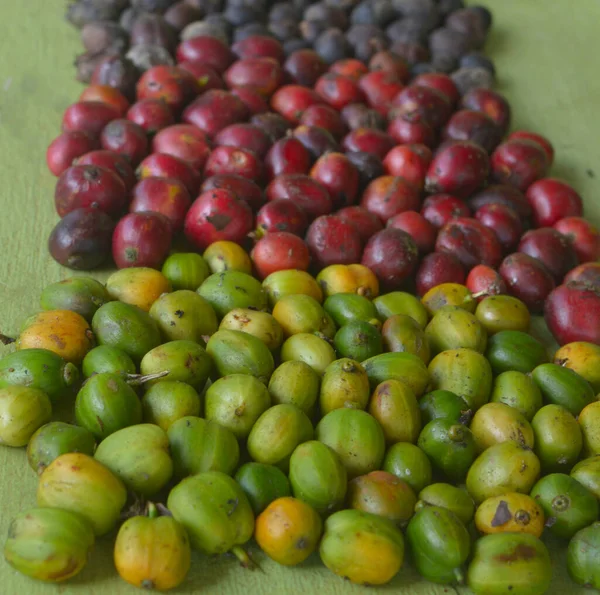 image of harvested coffee berries. the industrial process of converting the raw fruit of the coffee plant into the finished coffee. The coffee cherry has the fruit or pulp removed leaving the seed or bean which is then dried. While all green coffee i