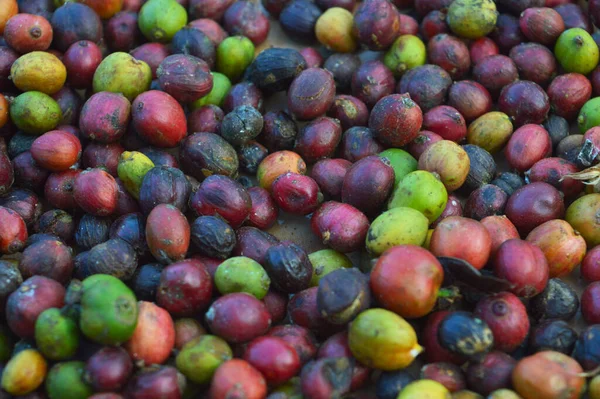 image of harvested coffee berries. the industrial process of converting the raw fruit of the coffee plant into the finished coffee. The coffee cherry has the fruit or pulp removed leaving the seed or bean which is then dried. While all green coffee i