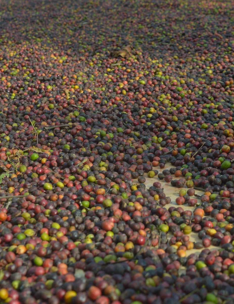 image of harvested coffee berries. the industrial process of converting the raw fruit of the coffee plant into the finished coffee. The coffee cherry has the fruit or pulp removed leaving the seed or bean which is then dried. While all green coffee i