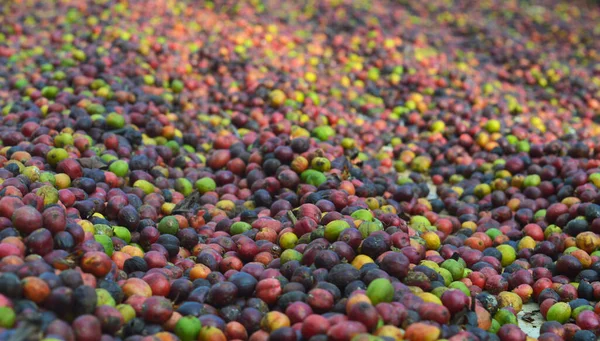 image of harvested coffee berries. the industrial process of converting the raw fruit of the coffee plant into the finished coffee. The coffee cherry has the fruit or pulp removed leaving the seed or bean which is then dried. While all green coffee i