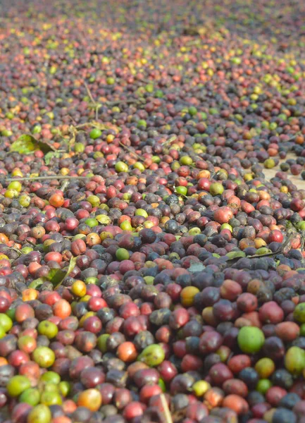 image of harvested coffee berries. the industrial process of converting the raw fruit of the coffee plant into the finished coffee. The coffee cherry has the fruit or pulp removed leaving the seed or bean which is then dried. While all green coffee i