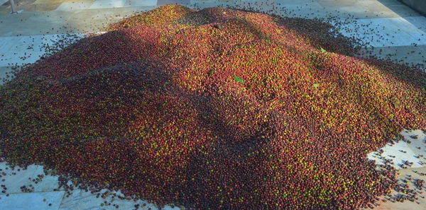 image of harvested coffee berries. the industrial process of converting the raw fruit of the coffee plant into the finished coffee. The coffee cherry has the fruit or pulp removed leaving the seed or bean which is then dried. While all green coffee i