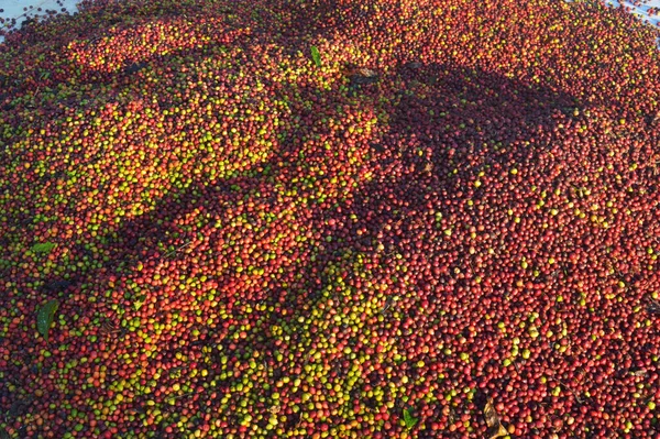 image of harvested coffee berries. the industrial process of converting the raw fruit of the coffee plant into the finished coffee. The coffee cherry has the fruit or pulp removed leaving the seed or bean which is then dried. While all green coffee i