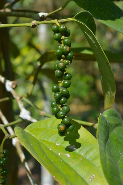 Zwarte Peper Bekend Als Een Peperkorrel Die Meestal Wordt Gedroogd — Stockfoto