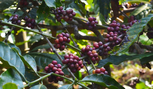 コーヒー豆はコーヒー工場の種子であり コーヒーの源です 赤や紫の果実の中のピットで しばしば桜と呼ばれます 普通のチェリーと同じように コーヒーフルーツもいわゆる石フルーツです Coffee Che — ストック写真