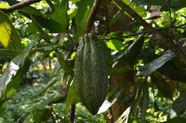 The cocoa bean or simply cocoa, which is also called the cacao bean or cacao, is the dried and fully fermented seed of Theobroma cacao, from which cocoa solids (a mixture of nonfat substances) and cocoa butter (the fat) can be extracted.During harves