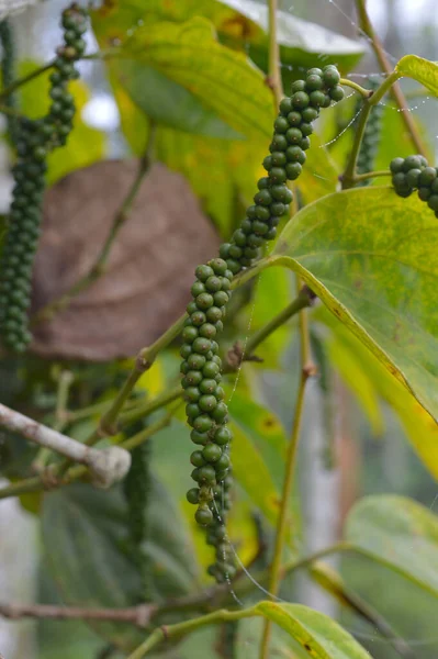 Zwarte Peper Bekend Als Een Peperkorrel Die Meestal Wordt Gedroogd — Stockfoto