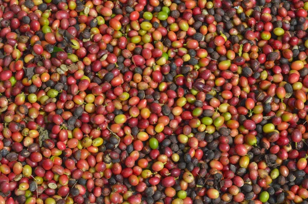 image of harvested coffee berries. the industrial process of converting the raw fruit of the coffee plant into the finished coffee. The coffee cherry has the fruit or pulp removed leaving the seed or bean which is then dried. While all green coffee i