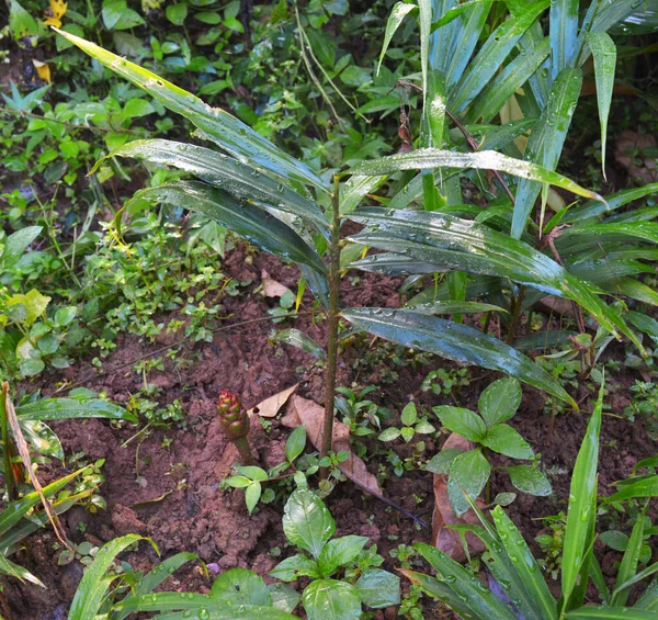 Bild Von Ingwerpflanzen Ingwer Zingiber Officinale Ist Eine Blühende Pflanze — Stockfoto