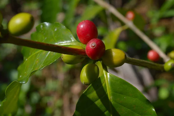 열매는 식물의 씨이며 천이다 그것은 체리라고 일컬어 붉은색이나 자주색 구덩이입니다 — 스톡 사진