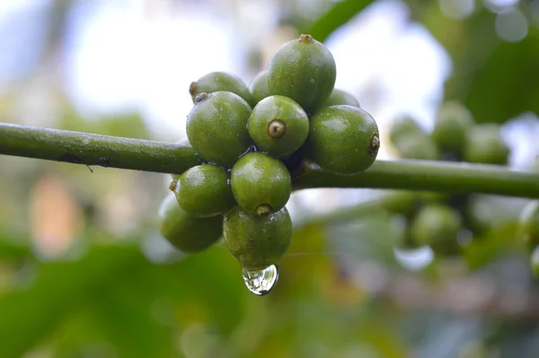 Een Koffieboon Een Zaad Van Coffea Plant Bron Voor Koffie — Stockfoto