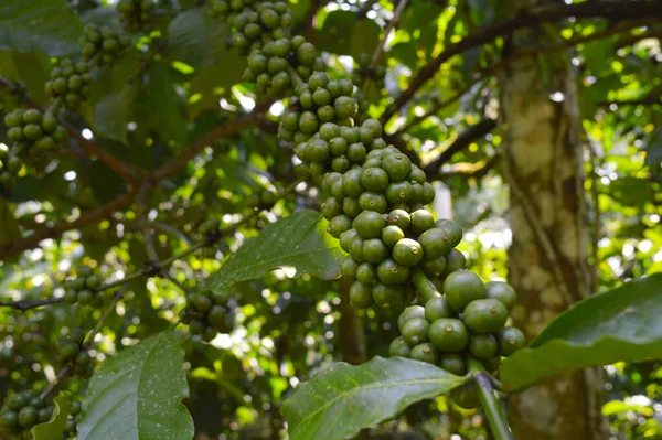 Een Koffieboon Een Zaad Van Coffea Plant Bron Voor Koffie — Stockfoto