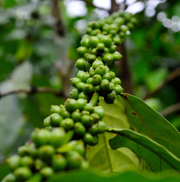 Een Koffieboon Een Zaad Van Coffea Plant Bron Voor Koffie — Stockfoto