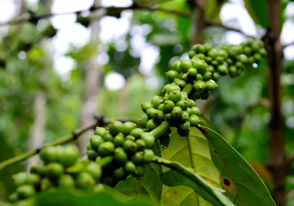 Een Koffieboon Een Zaad Van Coffea Plant Bron Voor Koffie — Stockfoto