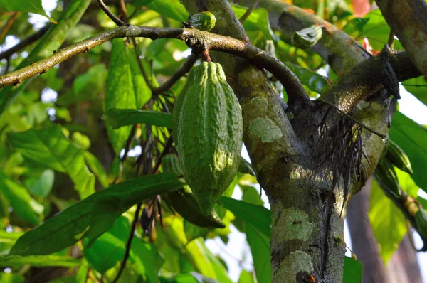 Cacaoboon Simpelweg Cacao Ook Wel Cacaoboon Cacao Genoemd Het Gedroogde — Stockfoto