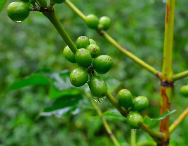 咖啡豆是咖啡植物的种子 也是咖啡的来源 它是红色或紫色果实内部的坑 通常被称为樱桃 就像普通的樱桃一样 咖啡果也是一种所谓的石果 — 图库照片