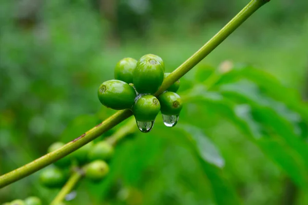 Een Koffieboon Een Zaad Van Coffea Plant Bron Voor Koffie — Stockfoto