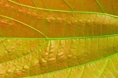 Yaprak, damarsal bitki sapının temel yan uzantısıdır ve genellikle yerin üstünde bulunur ve fotosentez için özelleşmiştir. Yapraklar çoğu damar bitkisinin en önemli organlarıdır. Yeşil bitkiler otototrofik, yani değil. 