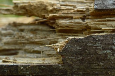Resim bir ağaç kabuğunun dokusunu gösterir. Bu ağaç kabuğu bozulmuş ve çürümenin farklı aşamalarındadır..