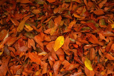 Yaprak, damarsal bitki sapının temel yan uzantısıdır ve genellikle yerin üstünde bulunur ve fotosentez için özelleşmiştir. Yapraklar ve gövde çekimi oluşturur. Yapraklar toplu olarak yaprak olarak adlandırılır. Yapraklar en dokunaklı olanıdır.