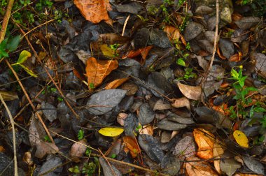 Yaprak, damarsal bitki sapının temel yan uzantısıdır ve genellikle yerin üstünde bulunur ve fotosentez için özelleşmiştir. Yapraklar ve gövde çekimi oluşturur. Yapraklar toplu olarak yaprak olarak adlandırılır. Yapraklar en dokunaklı olanıdır.
