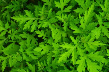 Doku ya da desen, yerde eşit şekilde büyüyen bitkilerin tepesinden oluşmuştur. Yeşil bitkiler otototrofik, yani diğer canlılardan besin almıyorlar ama bunun yerine fotosentez yoluyla kendi besinlerini yaratıyorlar. Yapraklar m 'de sembolizm taşır