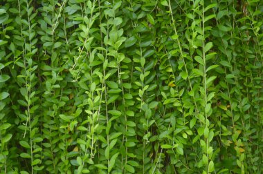 Doku ya da desen, yerde eşit şekilde büyüyen bitkilerin tepesinden oluşmuştur. Yeşil bitkiler otototrofik, yani diğer canlılardan besin almıyorlar ama bunun yerine fotosentez yoluyla kendi besinlerini yaratıyorlar. Yapraklar m 'de sembolizm taşır