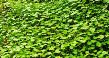 Doku ya da desen, yerde eşit şekilde büyüyen bitkilerin tepesinden oluşmuştur. Yeşil bitkiler otototrofik, yani diğer canlılardan besin almıyorlar ama bunun yerine fotosentez yoluyla kendi besinlerini yaratıyorlar. Yapraklar m 'de sembolizm taşır