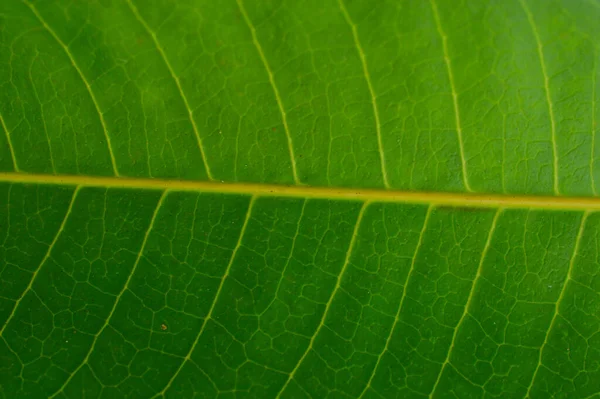 Een Blad Het Belangrijkste Laterale Aanhangsel Van Vasculaire Plantenstam Meestal — Stockfoto