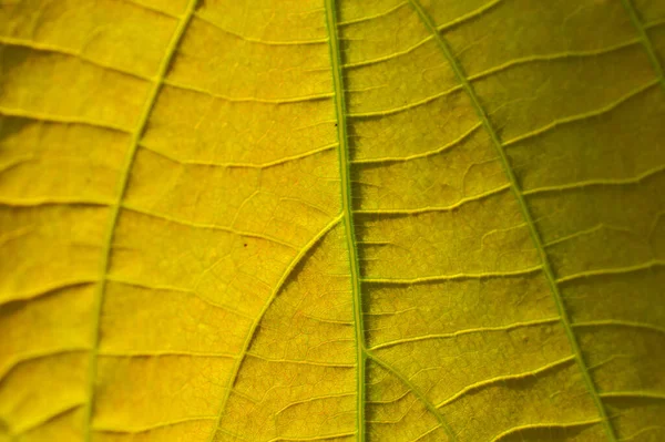 Une Feuille Est Appendice Latéral Principal Tige Plante Vasculaire Habituellement — Photo