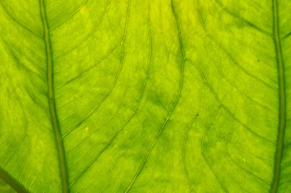 Leaf Principal Lateral Appendage Vascular Plant Stem Usually Borne Ground — Stock Photo, Image