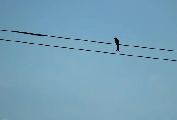 Pájaro Koel Posado Sobre Alambre Contra Cielo Azul — Foto de Stock