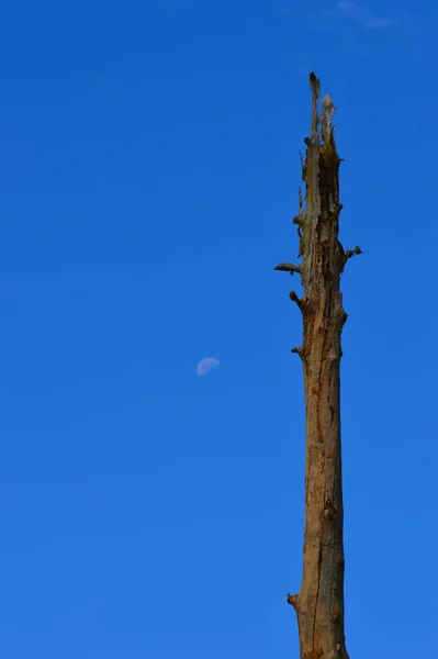 Der Blaue Himmel Repräsentiert Die Idee Der Freiheit Durch Wissen — Stockfoto