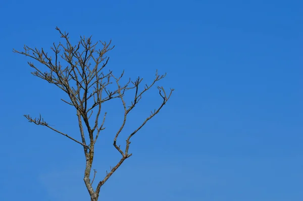 Der Blaue Himmel Repräsentiert Die Idee Der Freiheit Durch Wissen — Stockfoto