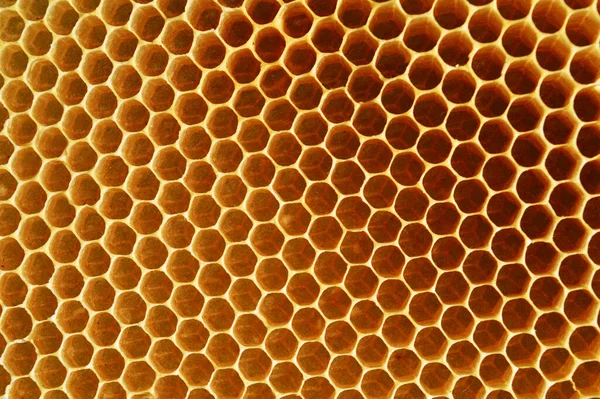 Panal Una Masa Células Cera Prismática Hexagonal Construidas Por Abejas —  Fotos de Stock